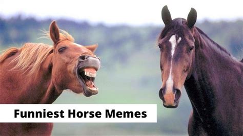 40 Funny Horse Memes Equestrians Will Find Hilarious.